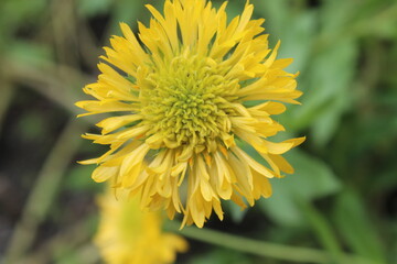 yellow dandelion flower