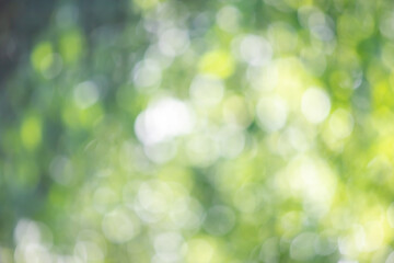 Plakat abstract blurred green background, nature bokeh