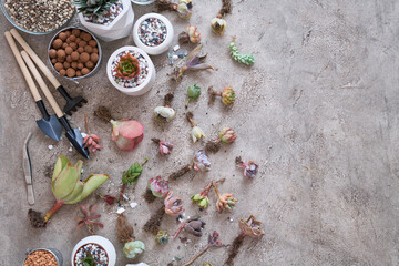 Group of Echeveria and Pachyveria opalina Succulent rooted cutting Plants on concrete table ready for planting