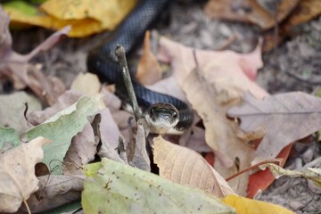 Snake and autumn leaves
