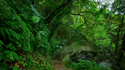 verdant, forest trail, forest, trail, valley, arch, bridge