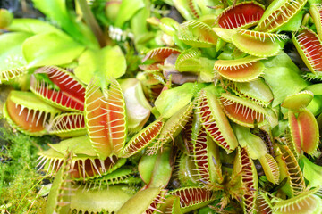 Venus flycatcher is a carnivorous plant. Terrarium with green plants. Natural background of plants.