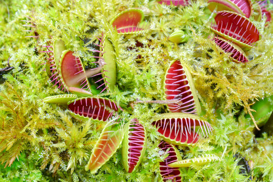 Venus flycatcher is a carnivorous plant. Terrarium with green plants. Natural background of plants.