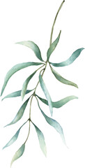 Eucalyptus Branch Watercolor Illustration