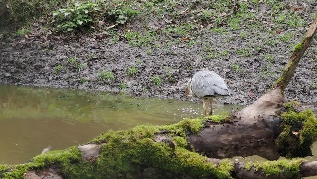 Reiher verschluckt Frosch 