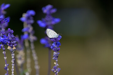 サルビア・ファリナセア（別名：ブルー・サルビア）にとまったヤマトシジミ