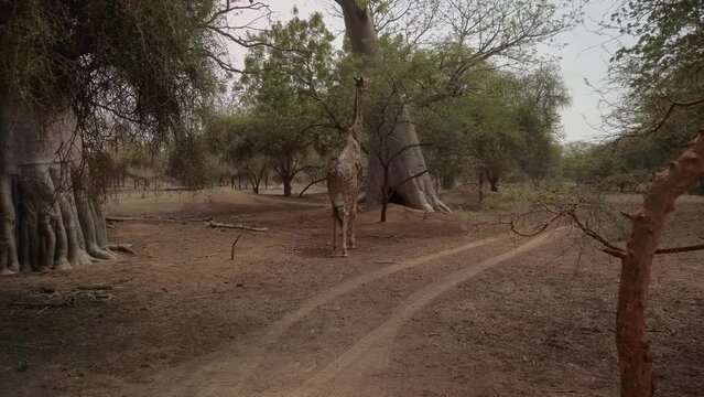A giraffe walks towards a tree to feed itself