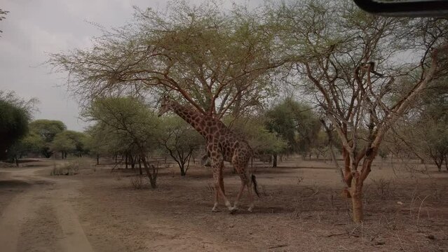 A giraffe walks away slowly from the camera
