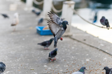 Wild pigeon close up. Angry bird consept