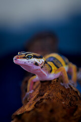 Close up of Leopard Gecko