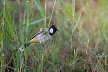 Photo of a white eared bulbul 