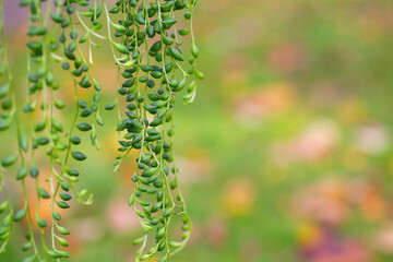Pearl of strings plant growing