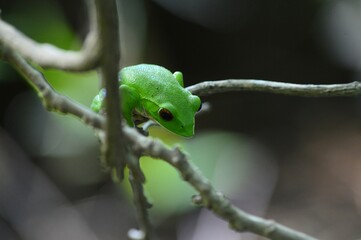 モリアオガエル