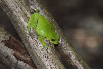 モリアオガエル