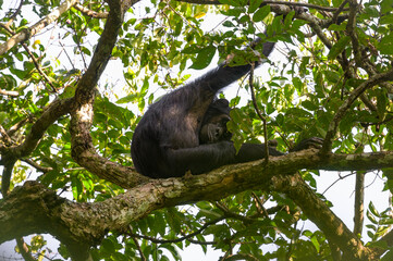 A chimpanzee sitting on a tree in a forest