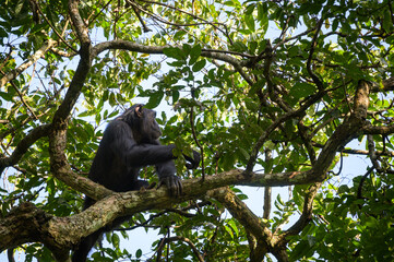 A chimpanzee sitting on a tree in a forest