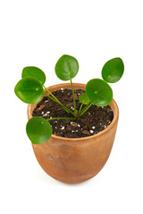 Pilea isolated on white background.