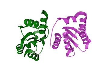 Glutaredoxin domain of human thioredoxin reductase 3. Ribbons diagram with differently colored protein chains based on protein data bank entry 3h8q. 3d illustration