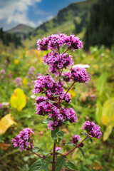 Oregano or Origanum vulgare - medicinal wild herb. Plant during flowering in mountain meadow.