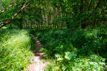 Vivid green scenery in the forest in May, with white spring flowers and trail