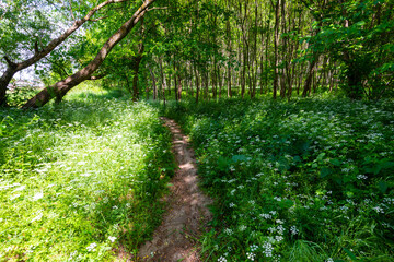 Vivid green scenery in the forest in May, with white spring flowers and trail