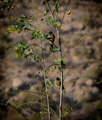 different photos and landscape 