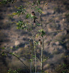 different photos and landscape 