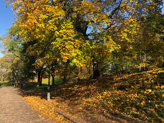 Naklejka premium Lovely looking autumn foliage 