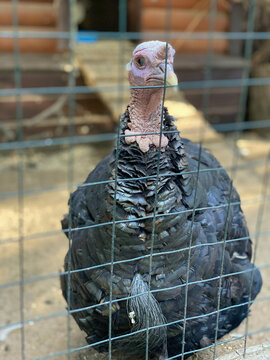 poultry, turkey, behind the fence, walking in the yard, during the day.Breeding turkeys, own farm, poultry, mea