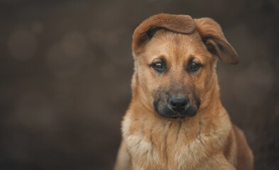 portret psa z oklapniętymi uszami © meegi