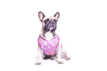 French Bulldog in studio with white background. Cute dog with sweater, t-shirt or hoodie from RoyalPets. Amazing picture of the pet love. Pets love. Royalpets Czech Republic.