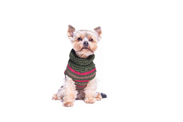 Yorkshire Terrier in studio with white background. Cute dog with sweater, t-shirt or hoodie from RoyalPets. Amazing picture of the pet love. Pets love. Royalpets Czech Republic.