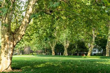 Panorama of big city park