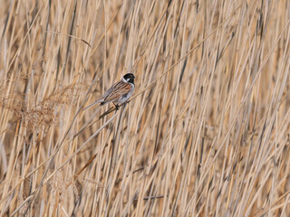 Reed bunting