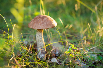 Close up of boletaceae mushroom growing in grass in forest. Leccinellum mushroom illuminated by setting sun