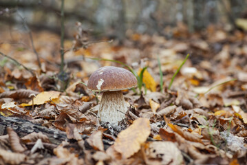 Beautiful macro photo of edible porcini mushroom growing in autumn forest in vibrant foliage of trees. Close up of big mushroom in forest