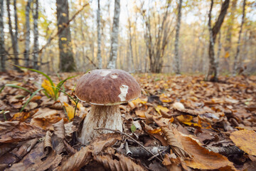 Big porcini mushroom growing in Autumn birch and oak forest. Beautiful young edible mushroom in leaves in late autumn, close up shot