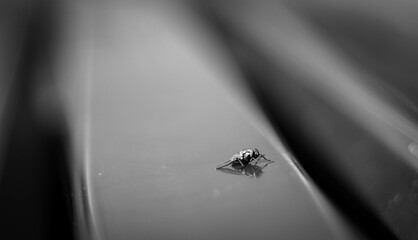 water drops on a leaf
