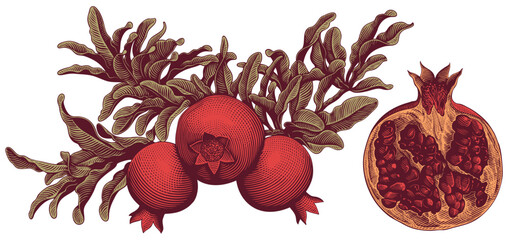 Pomegranate. Design set. Editable hand drawn illustration. Vector vintage engraving. Isolated on white background. 8 eps - 544288712