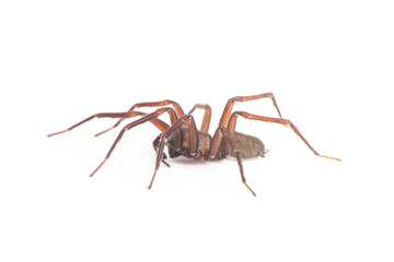 big brown spider Heteropoda venatoria isolated on white background.