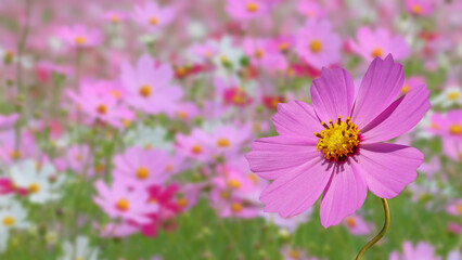 コスモスの花（Cosmos flower）