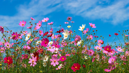 コスモスの花（Cosmos flower）