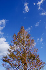 Obraz premium 空と木と雲