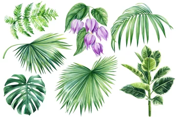 Afwasbaar Fotobehang Tropische bladeren Leaves and flowers of tropical plants on white background, watercolor botanical illustration, design elements.