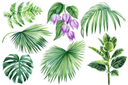 Leaves and flowers of tropical plants on white background, watercolor botanical illustration, design elements.