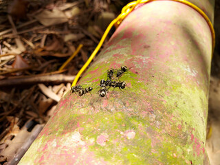 Big black ant in the deep mountains