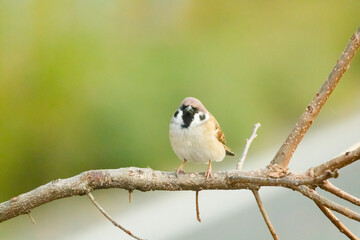 柿の木で辺りの様子を伺うスズメ