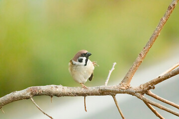 ダンスをしているように体を掻くスズメ