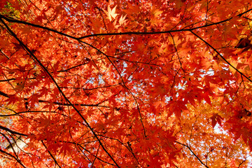 晩秋の空を埋め尽くす赤いもみじ