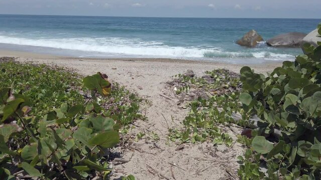 Colombia, Santa Marta , Tayrona national park - amazing desert sand beach in Caribbean Sea ocean - the beach where turtles lay their eggs,  and maintenance of the natural ecosystem 
